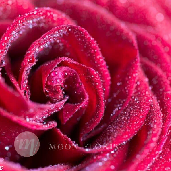 玫瑰花束, 玫瑰花, Moon Florist紅玫瑰花束 -rose pic01