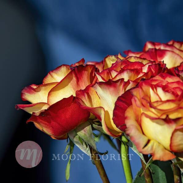 玫瑰花束, 玫瑰花, Moon Florist紅玫瑰花束 -rose pic02