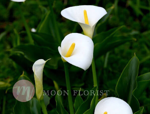 花束, 花束訂購, Moon Florist-馬蹄蓮
