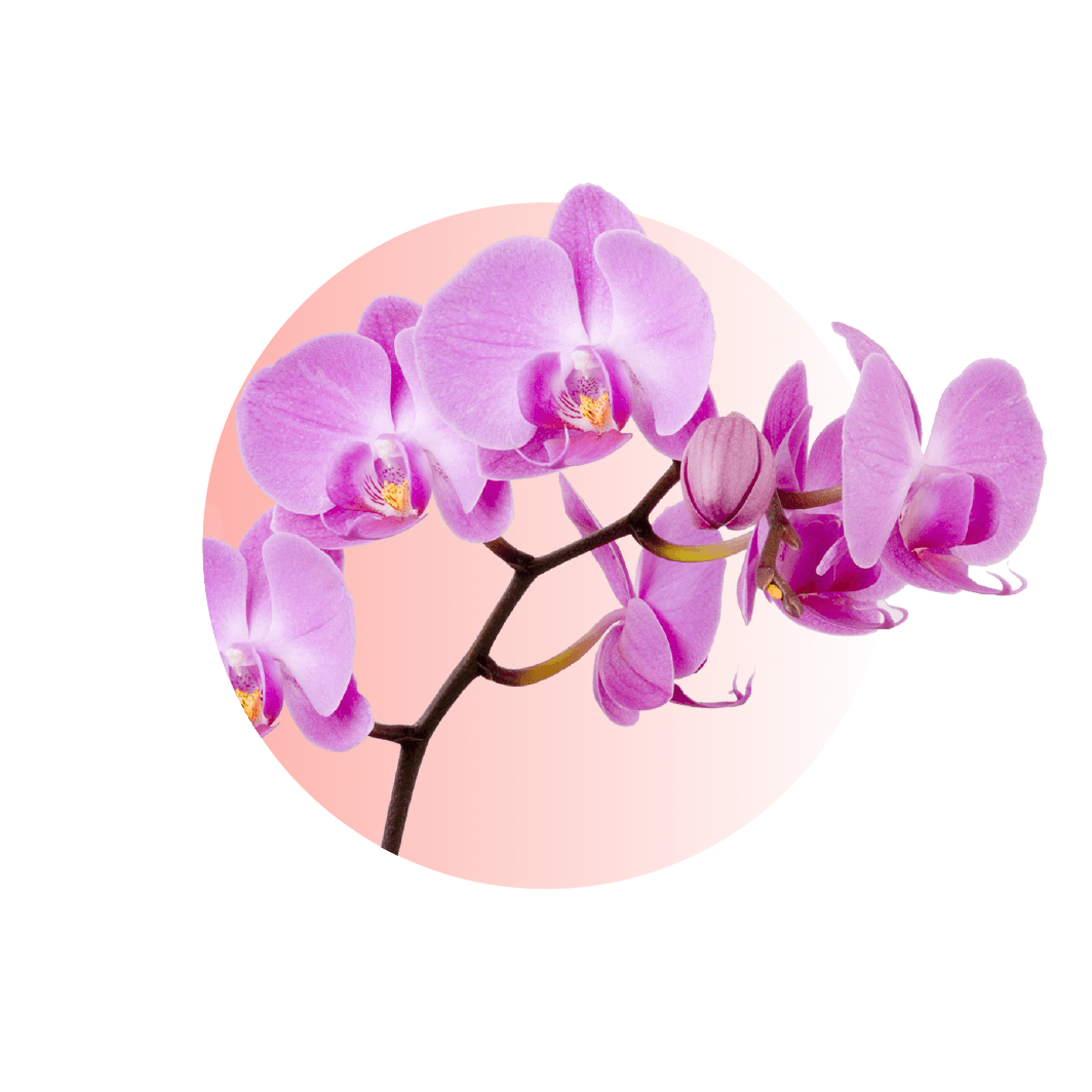 蘭花盆栽 icon