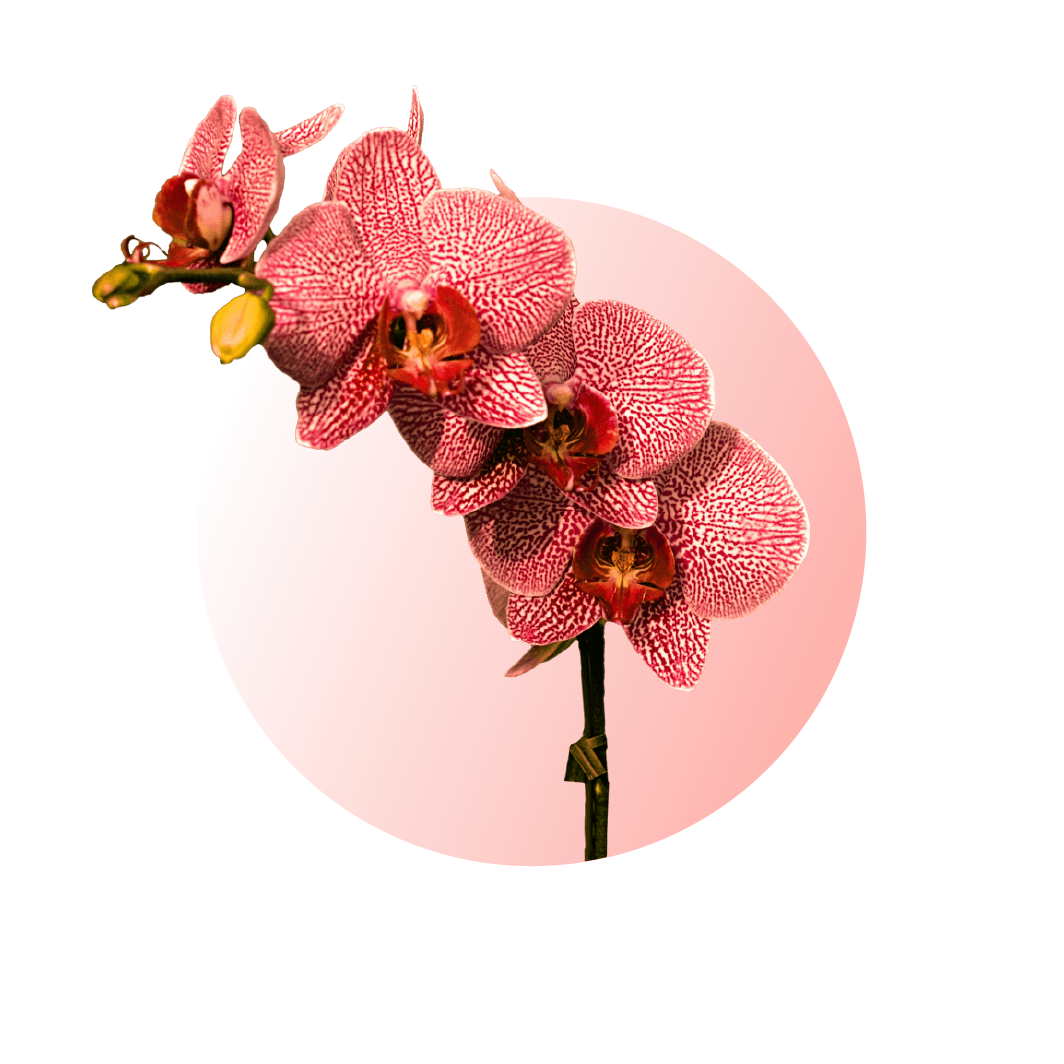 蘭花盆栽設計 icon