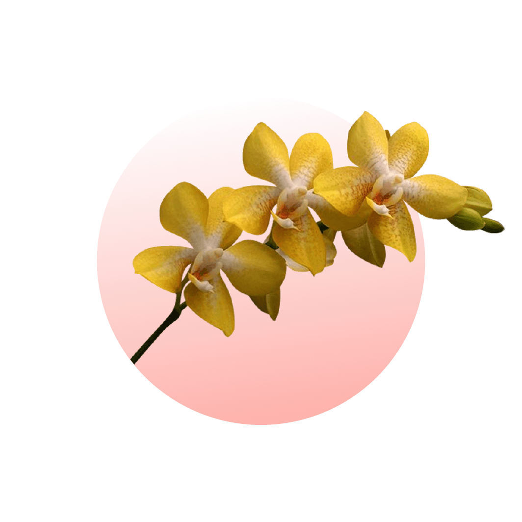 藝術型蘭花盆栽 icon