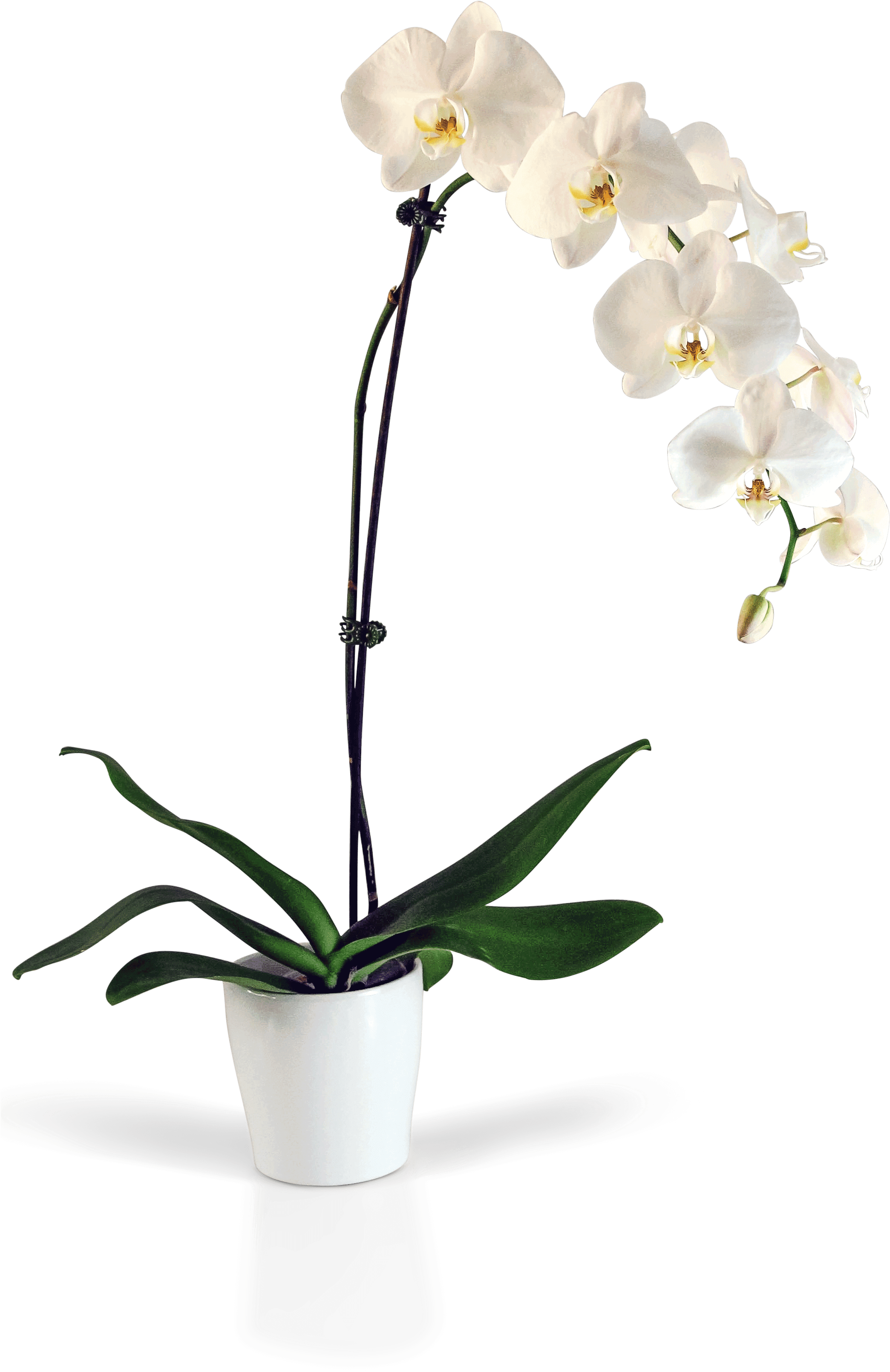 蘭花, 蘭花擺設, Moon Florist 蘭花訂購 -white orchid