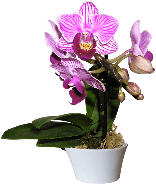 蘭花, 蘭花擺設, Moon Florist 蘭花訂購 -purple orchid