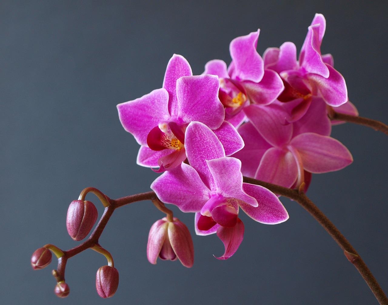 orchid, flower, blossom-3016679.jpg