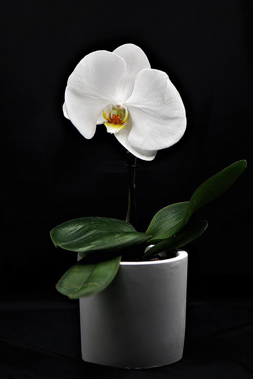 orchid, flower, plant pot-4678933.jpg