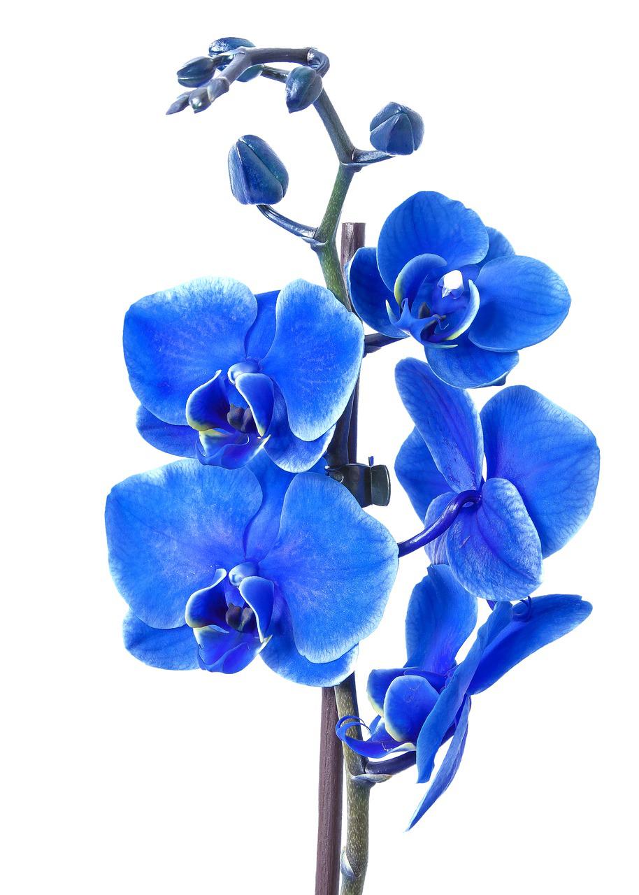 phalaenopsis, orchid, colored blue-1858681.jpg