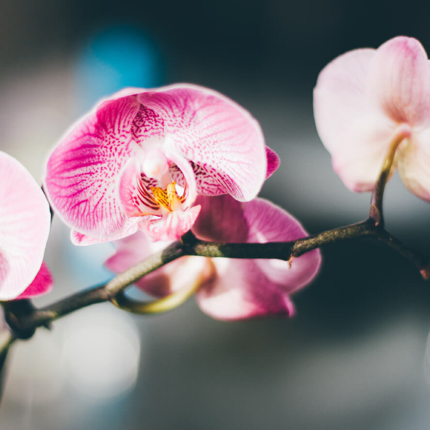 探病花, 探病花束, Moon Florist - orchid