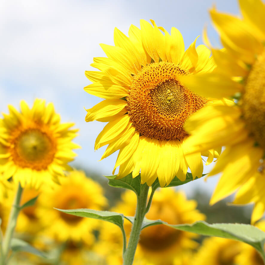 探病花, 探病花束, Moon Florist - sunflower