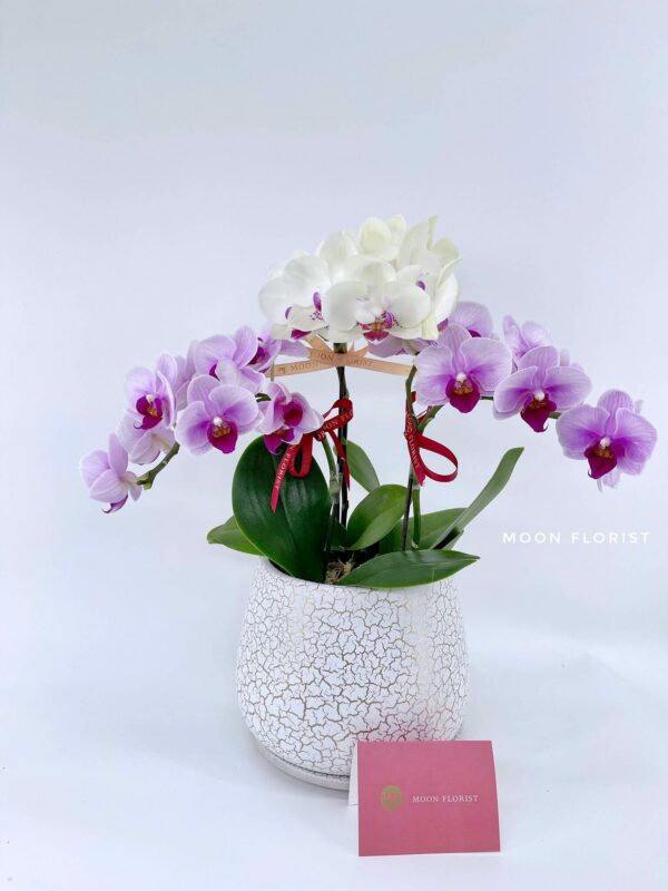 蘭花, 蘭花擺設, Moon Florist 蘭花訂購 -4枝粉紫+米白小蘭花-201