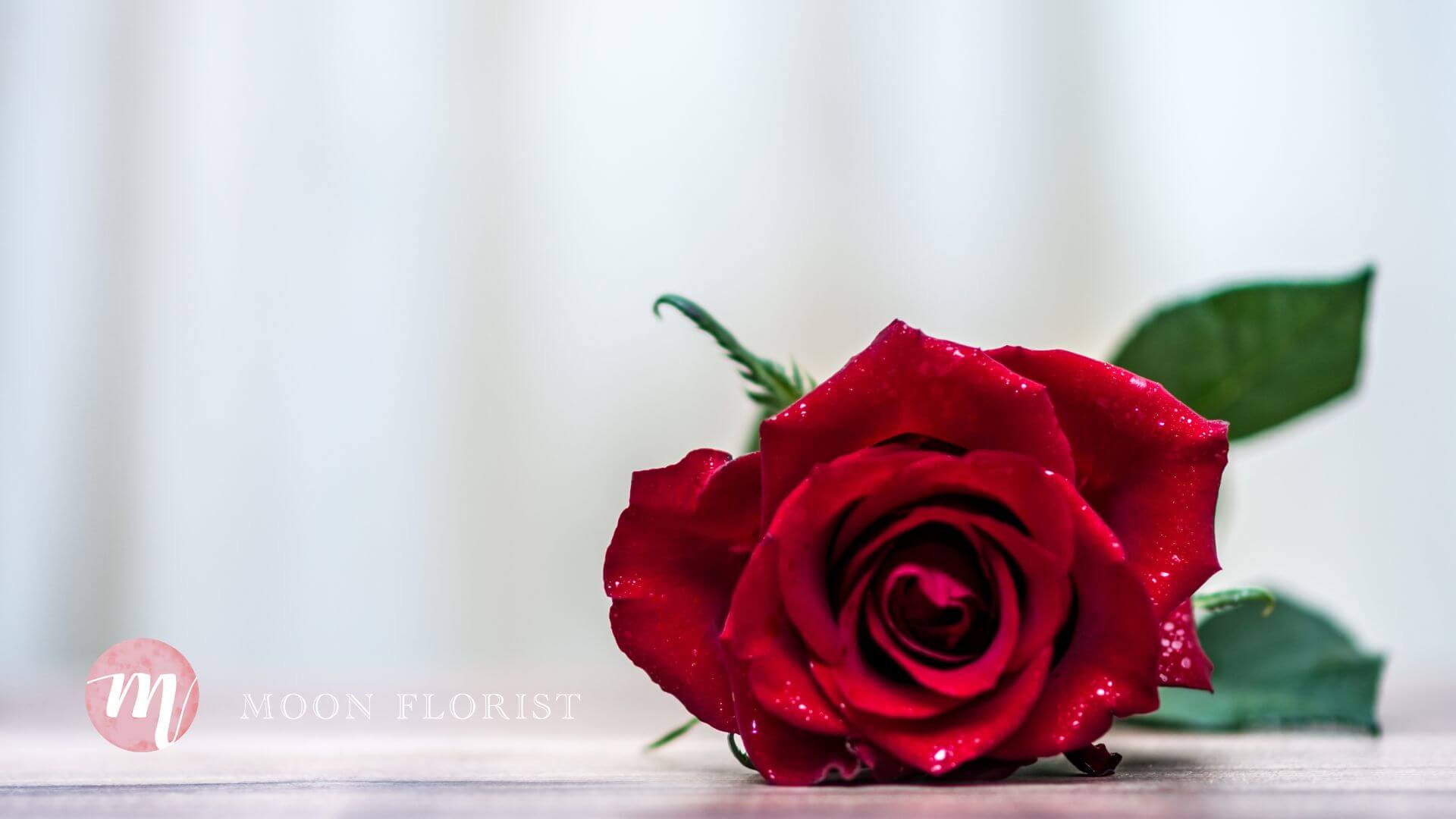 求婚玫瑰, 求婚玫瑰花, 玫瑰花求婚 -pic01