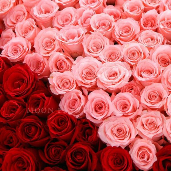 99支玫瑰求婚，99枝紅玫瑰230510042