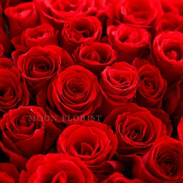 玫瑰花束，玫瑰花，紅玫瑰花束230508052