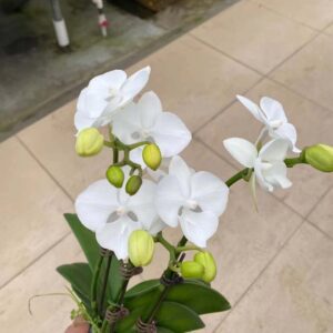 蘭花小盆栽,白蘭花盆栽2023050503