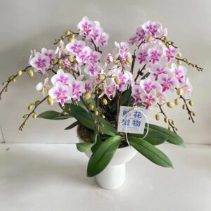 賀年蘭花盆栽，蘭花祝賀2023050401