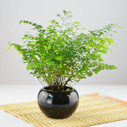 觀葉植物，室内觀葉植物 -產品4
