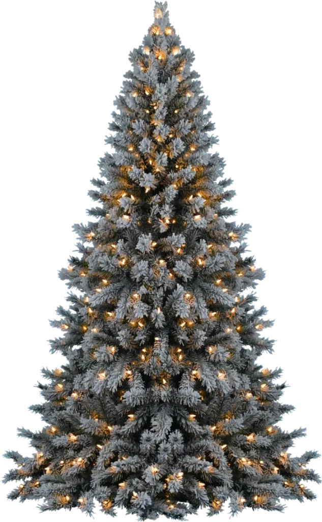 貴族松聖誕樹 · 重要性