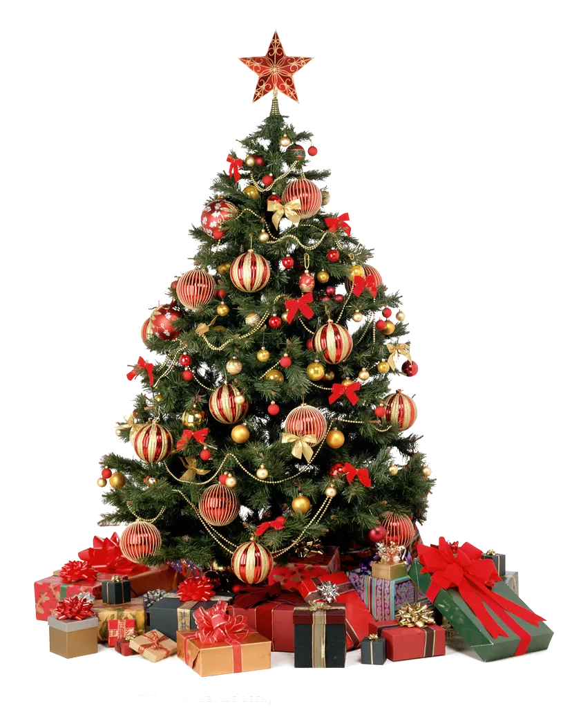 聖誕樹真樹 · 重要性