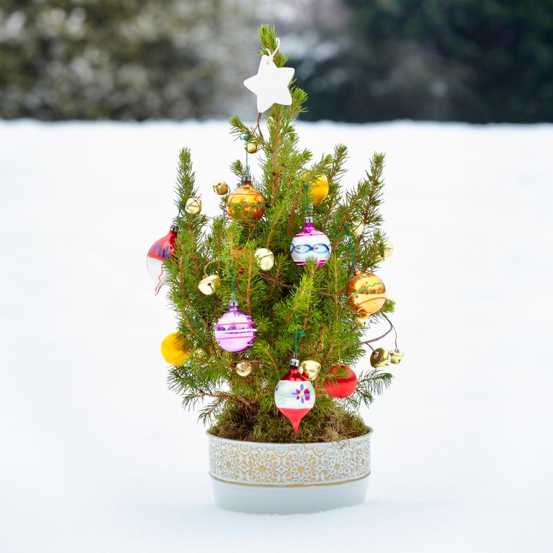 小聖誕樹，小型聖誕樹，小聖誕樹盆栽 (5)