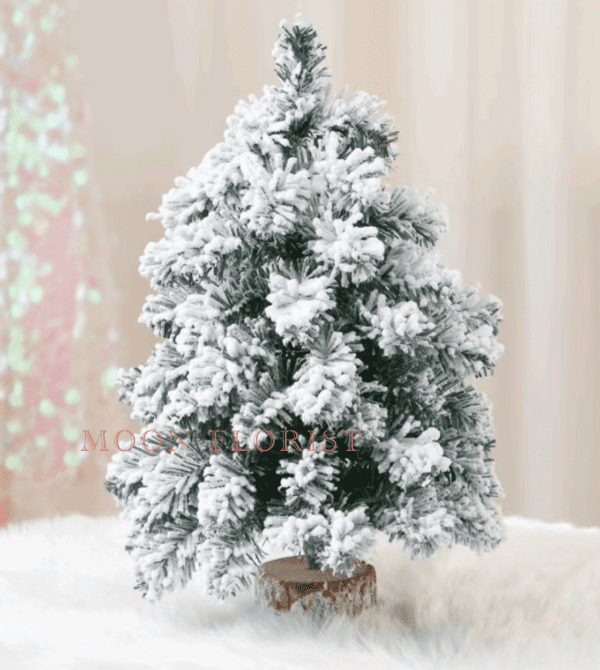 迷你聖誕樹，迷你貴族松，迷你真聖誕樹 231023051