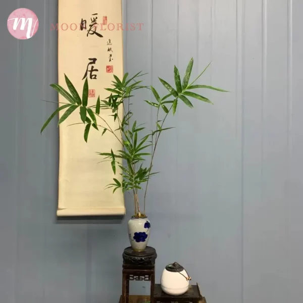 室内植物風水，觀音竹,觀音竹盆栽202311030306