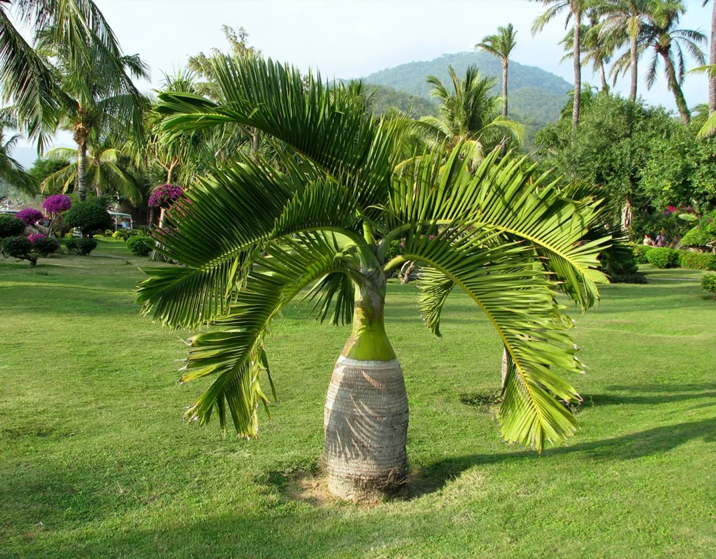 樹盆栽，分類，椰子樹盆栽