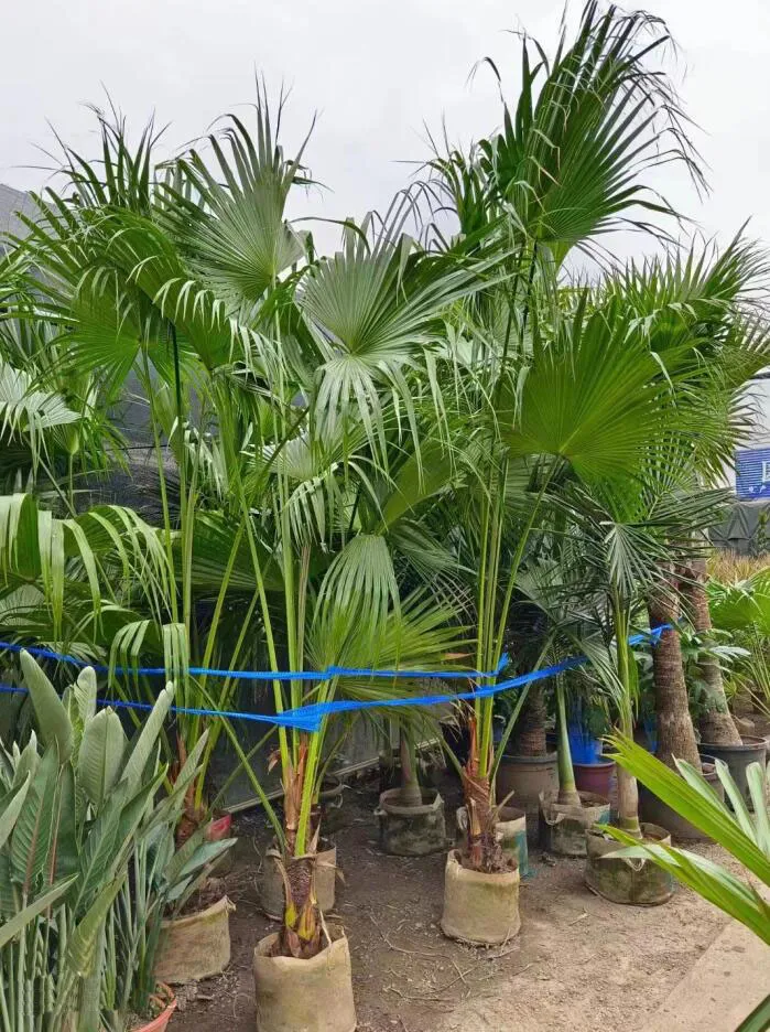 椰子盆栽 · 風水意義1