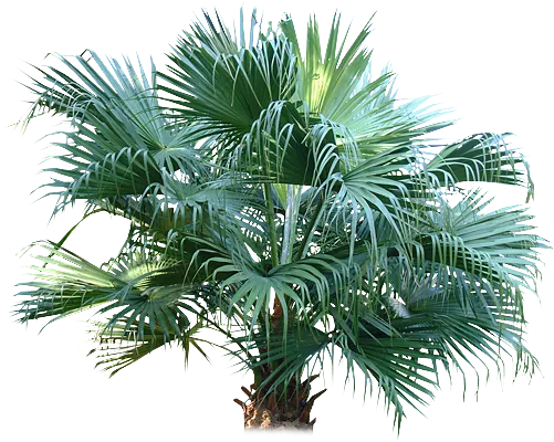 椰子樹盆栽 · 養護指南