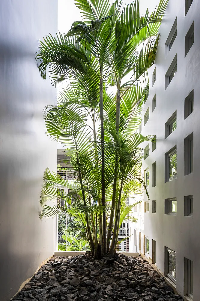 椰子樹盆栽 · 種類