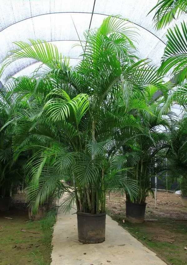 椰子樹盆栽1