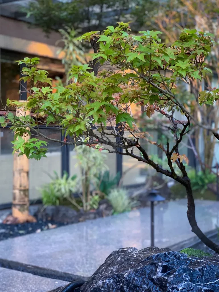 日本楓樹盆栽 · 風水意義2