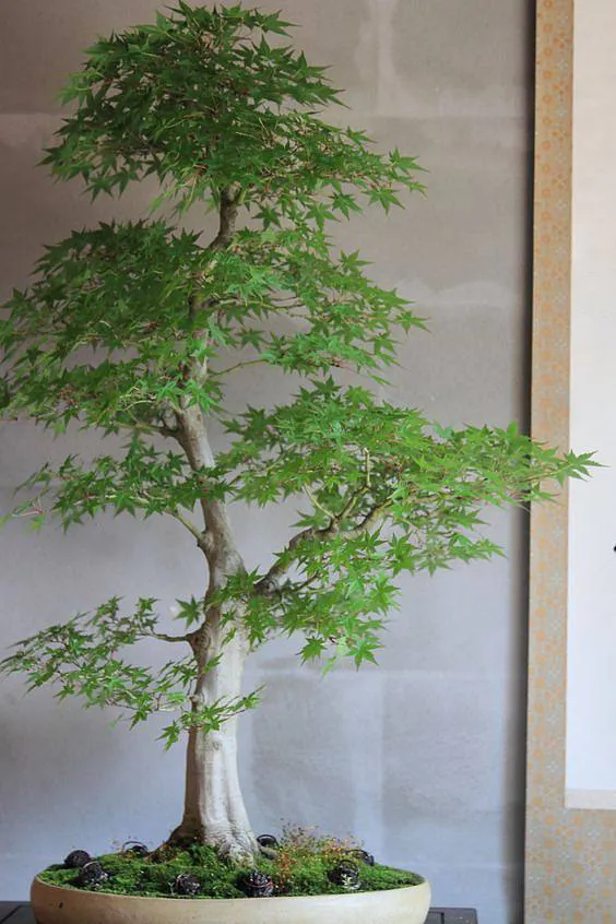 日本楓樹盆栽 · 風水意義3