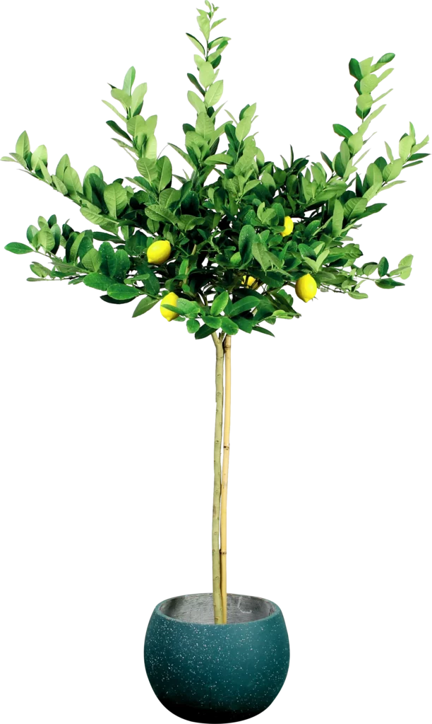檸檬樹種植盆栽 · 風水意義