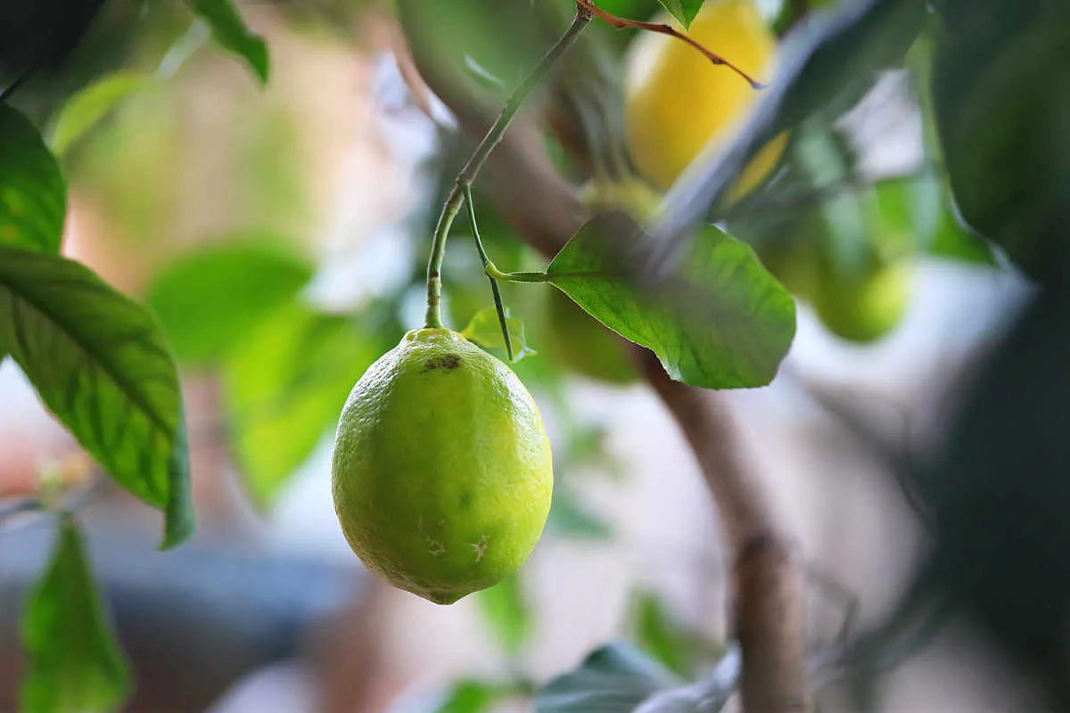 檸檬樹種植盆栽 · 風水意義3