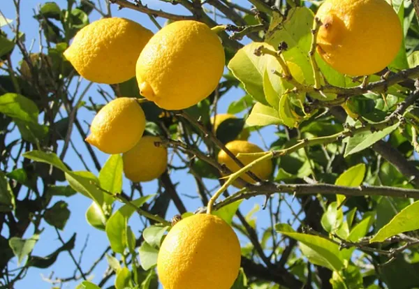 檸檬樹種植盆栽 · 風水意義1