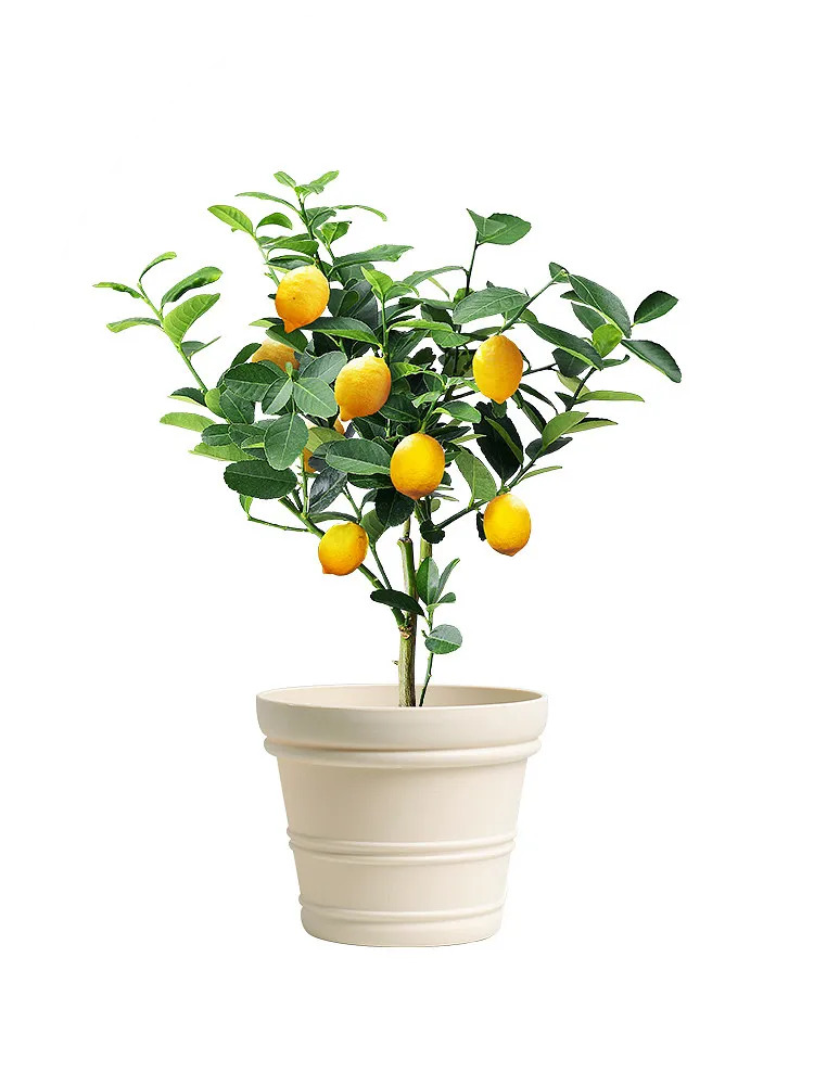 檸檬樹盆栽1