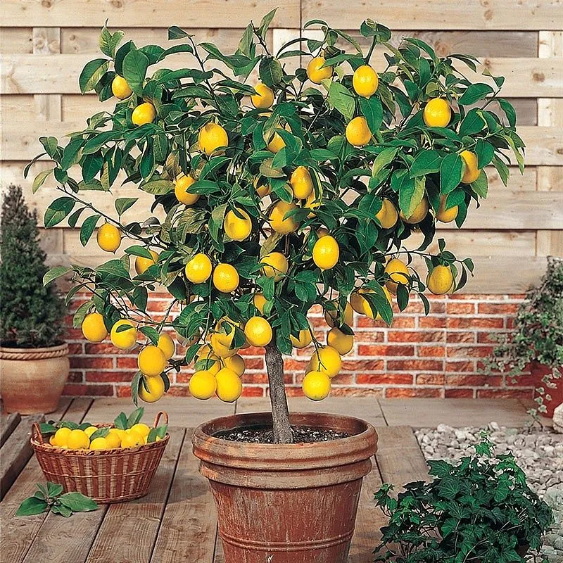 檸檬樹盆栽
