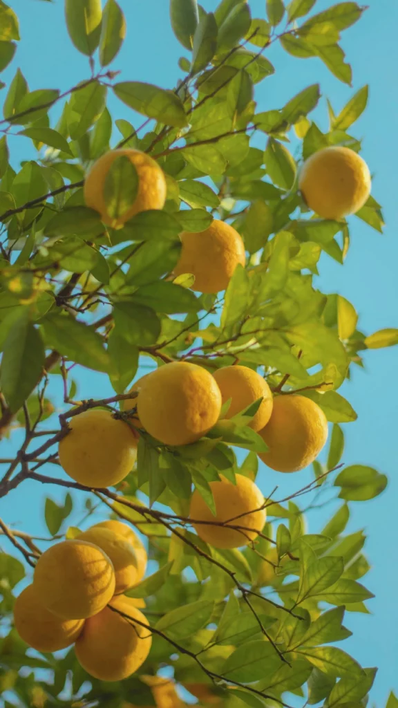 檸檬樹種植盆栽