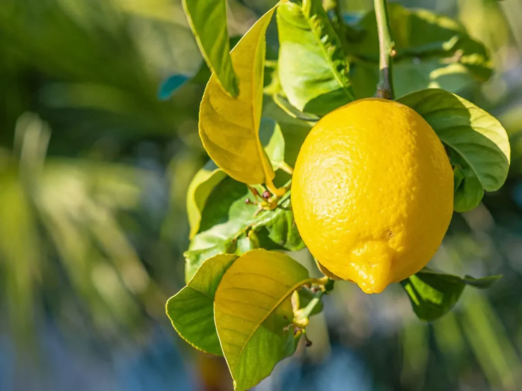 檸檬樹種植盆栽 · 風水意義2