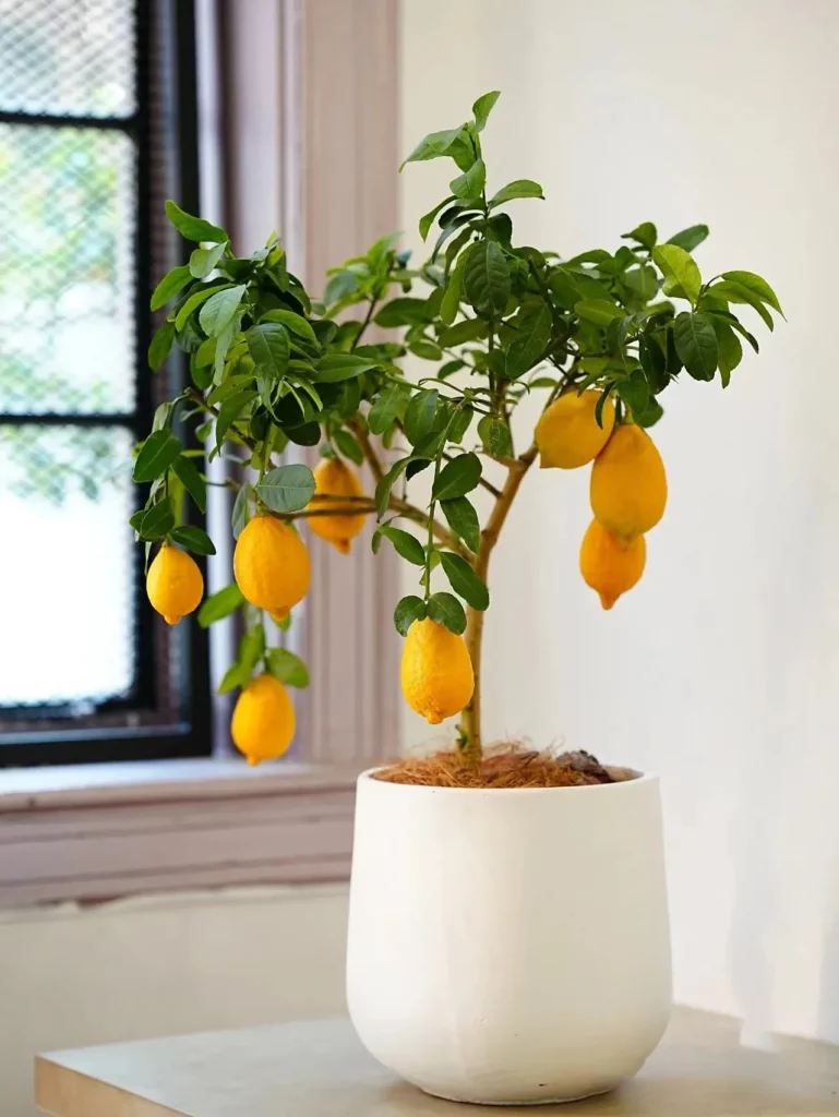 檸檬樹盆栽2