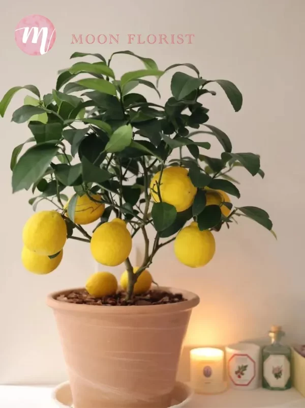 檸檬樹盆栽，檸檬樹種植盆栽，盆栽檸檬樹-202311240201