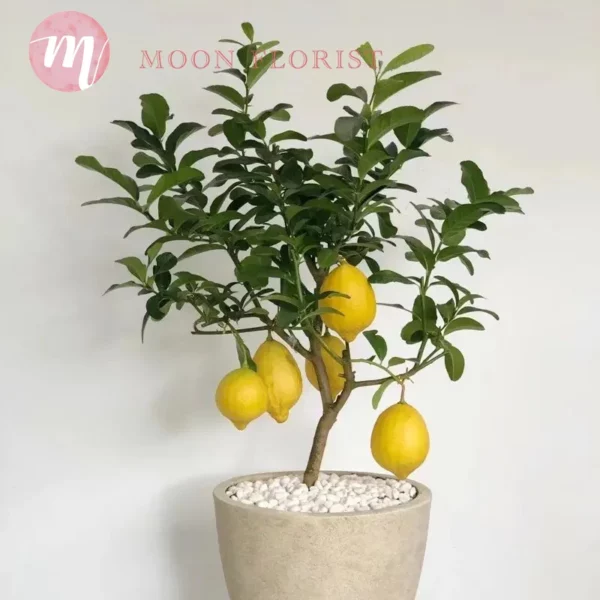 檸檬樹盆栽，檸檬樹種植盆栽，盆栽檸檬樹-202311240203