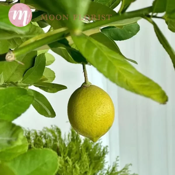 檸檬樹盆栽，檸檬樹種植盆栽，盆栽檸檬樹-202311240204