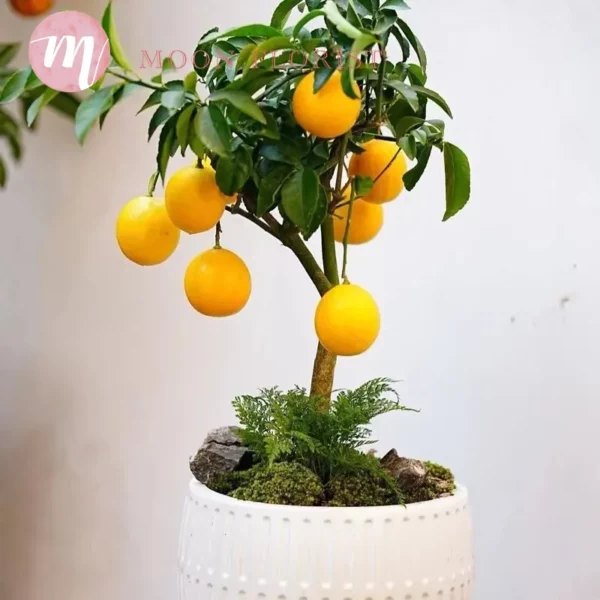 檸檬樹盆栽，檸檬樹種植盆栽，盆栽檸檬樹-202311240205
