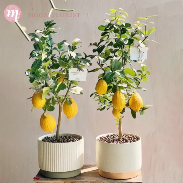 檸檬樹盆栽，檸檬樹種植盆栽，盆栽檸檬樹-202311240101