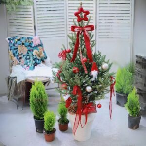 小聖誕樹，小型聖誕樹 ，小聖誕樹盆栽 -產品2