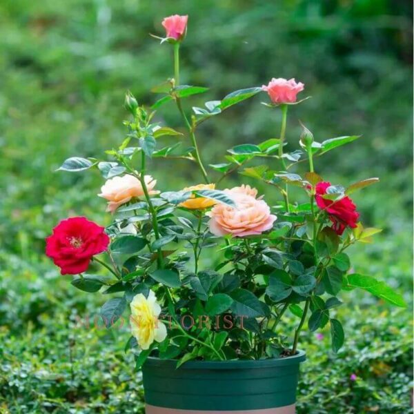 玫瑰盆栽，小玫瑰盆栽 -23112211