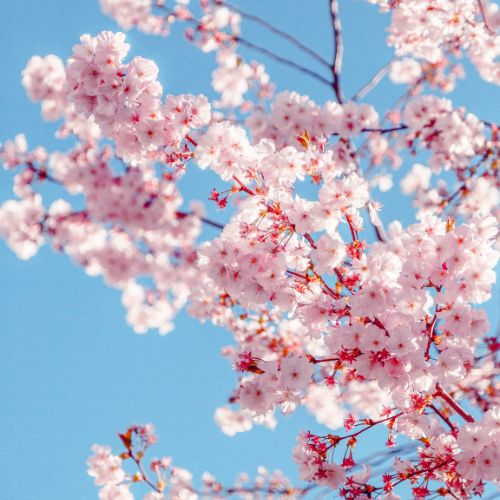 櫻花，櫻花盆栽，櫻花盆景-2