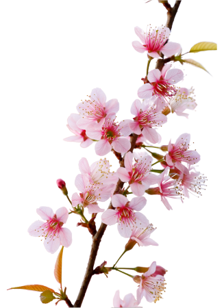 櫻花，櫻花盆栽，櫻花盆景 -7