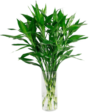 水生植物，水生植物盆栽-0
